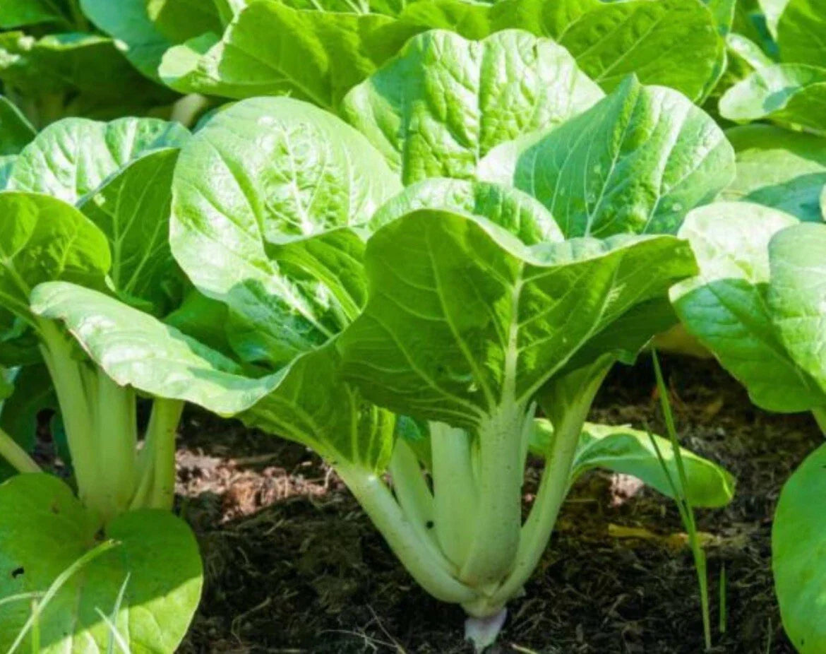 Pechay Seeds 500+ Non-GMO Chinese Cabbage Pak Choi Brassica rapa for Home Gardening and Urban Farming