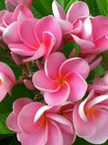 Pink Plumeria Seeds - 5 Pack for Hawaiian Flower Lei, Perennial Frangipani (Plumeria rubra) for Garden or Pot