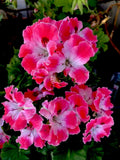 Geranium Live Plant in 3-Inch Pot, Reddish Pink & Maroon Perennial, Compact, Full Sun to Partial Shade, Pollinator Attracting