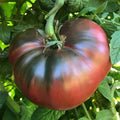 Cherokee Purple Tomato Seeds - Heirloom Non-GMO Solanum lycopersicum, 120+ Seeds for Home Gardening, Juicy Purple Tomatoes