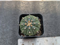 Astrophytum Asterias Rooted Cutting - 1.5 Inch Star Cactus - Bare-Root Succulent for Indoor & Outdoor Gardening