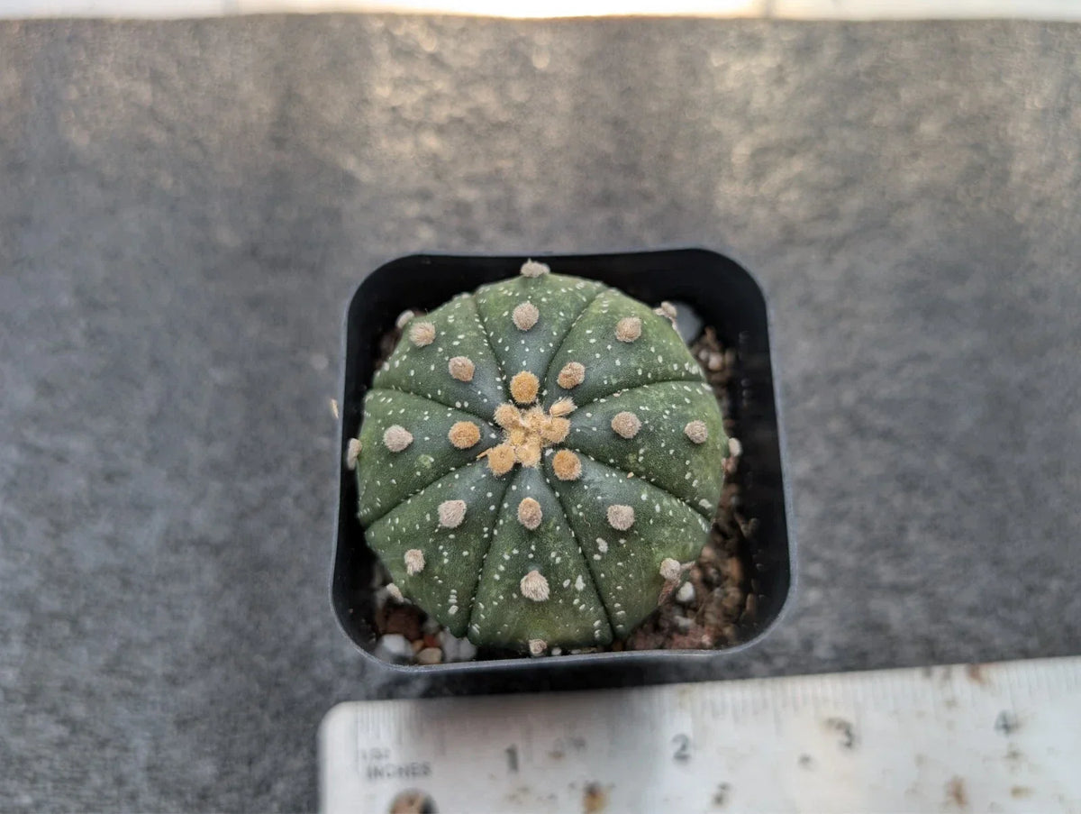 Astrophytum Asterias Rooted Cutting - 1.5 Inch Star Cactus - Bare-Root Succulent for Indoor & Outdoor Gardening