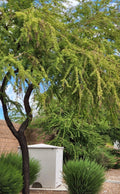 Twisted Acacia Huisachillo Tree Seeds - 20 Acacia Schaffneri Drought-Tolerant Native Plant Seeds for Xeriscaping