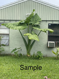 Giant Taro Bare Root Plant 20" Colocasia Elephant Ear Guaranteed Growth for Indoor & Outdoor Gardens