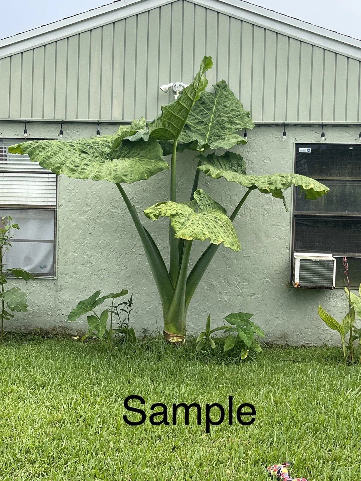 Giant Taro Bare Root Plant 20" Colocasia Elephant Ear Guaranteed Growth for Indoor & Outdoor Gardens