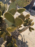 Bunny Ears Cactus Cuttings Pack of 5 3-5 Inches Opuntia microdasys Indoor Outdoor Drought-Tolerant Succulent