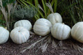 White Delight F1 Pumpkin Seeds - Organic Cucurbita pepo Heirloom Seeds for Planting, Vining, Full Sun, 15 Seeds