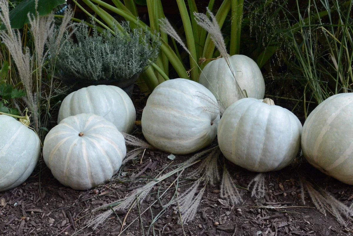 White Delight F1 Pumpkin Seeds - Organic Cucurbita pepo Heirloom Seeds for Planting, Vining, Full Sun, 15 Seeds