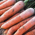 Scarlet Nantes Carrot Seeds - Heirloom Non-GMO Organic Vegetable Seeds, Daucus carota, 100+ Seeds for Home Garden, Container & Raised Bed