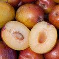 Grenade Pluot Scions - Prunus domestica x Prunus salicina Fruit Tree Cuttings for Home Gardening
