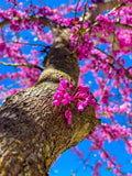 Chinese Redbud Tree Seeds - 40+ Cercis chinensis Exotic Flowering Tree for Garden, Landscape, or Privacy Screen