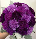 Purple Mix Carnation Seeds - Perennial Flower Seeds for Garden Planting - Dianthus caryophyllus, 100 Seeds