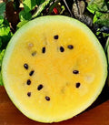 Yellow Sweet Early Moonbeam Watermelon Seeds - Heirloom Non-GMO Citrullus lanatus, 10+ Seeds for Home Garden, Juicy Yellow Flesh