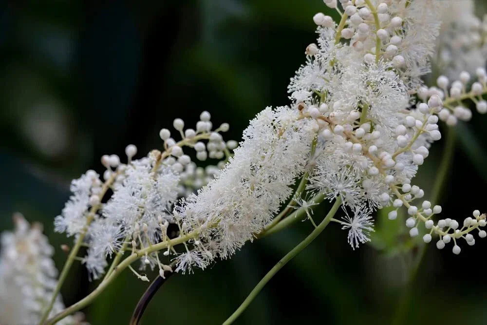 Black Snakeroot Seeds - Rare Perennial Herb Cimicifuga racemosa for Garden Landscaping, Shade Garden