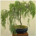 Australian Willow Bonsai Cutting, Thick Trunk, Fast Growing, Salix elegans, Indoor Outdoor Plant