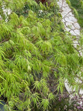 Dwarf Japanese Maple Tree Cuttings 6" Acer palmatum var. dissectum for Rooting & Grafting, Small Landscape, Bonsai