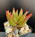 Aloe Plant 2" Pot Crosby's Prolific Hybrid Rare Succulent Aloe vera 'Crosby's Prolific'