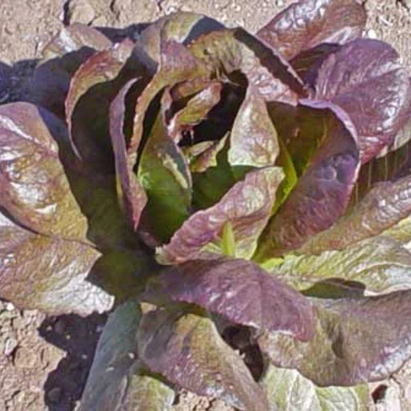 Red Cimmaron Lettuce Seeds, Romaine Salad Greens, Lactuca sativa, 500 Seeds, Non-GMO, Fast-Growing, Full Sun to Partial Shade