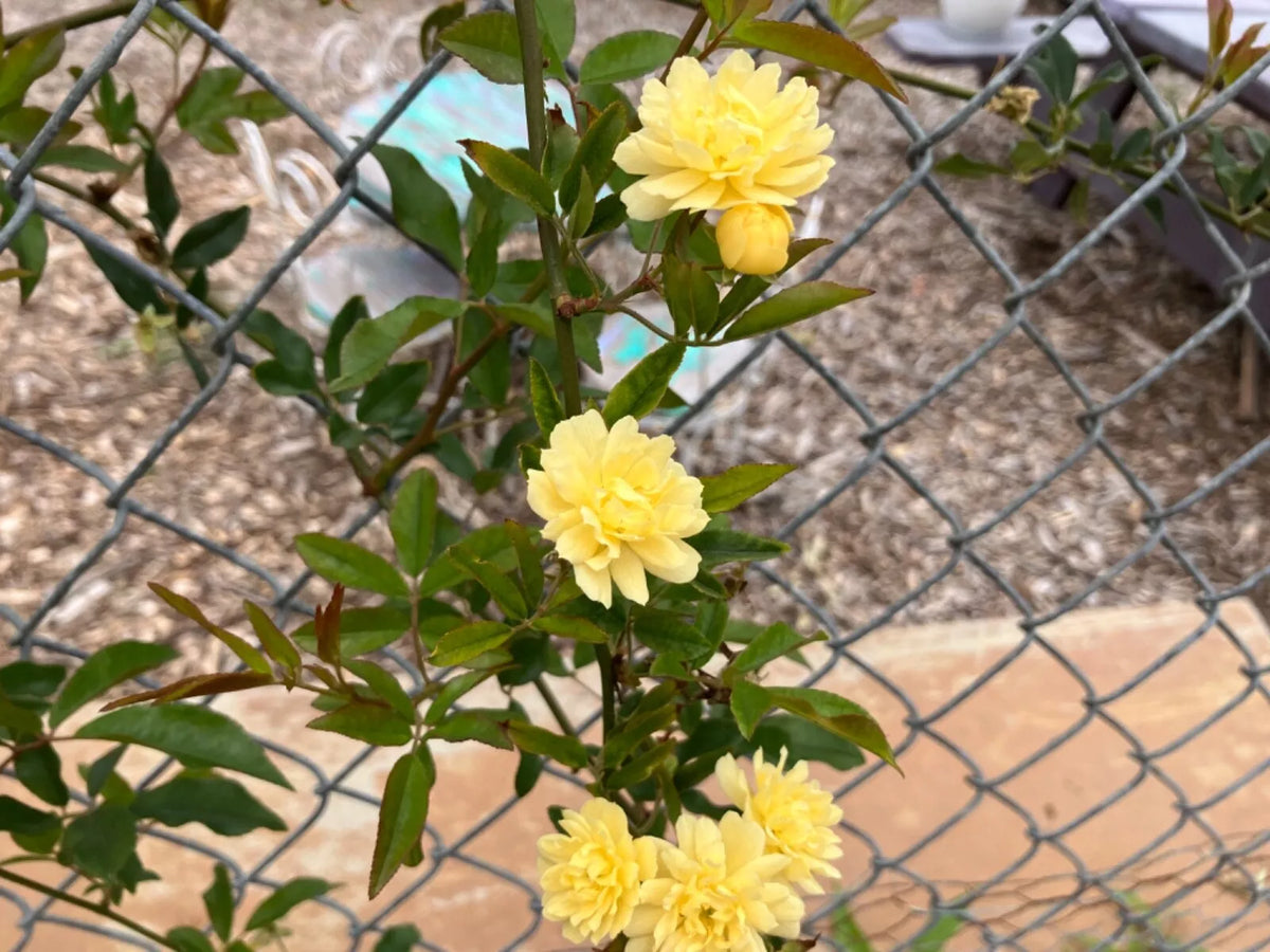 Lady Banks Climbing Rose Cuttings 4 Thornless Rosa banksiae Vibrant Yellow Blooms