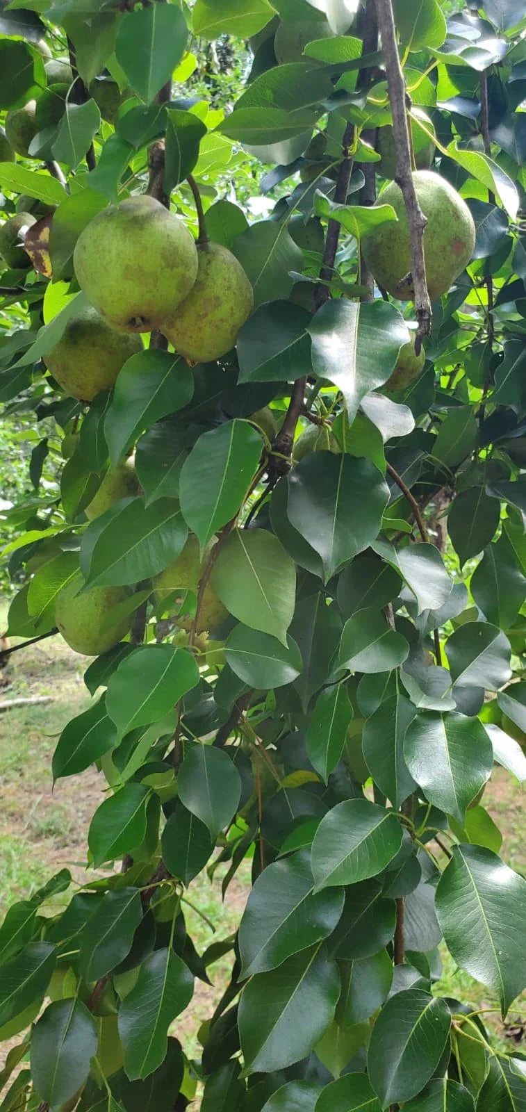Bartlett Pear Tree Cuttings - 10 Grafting Propagation Cuttings - Pyrus communis 'Bartlett' for Fruit Tree Growth