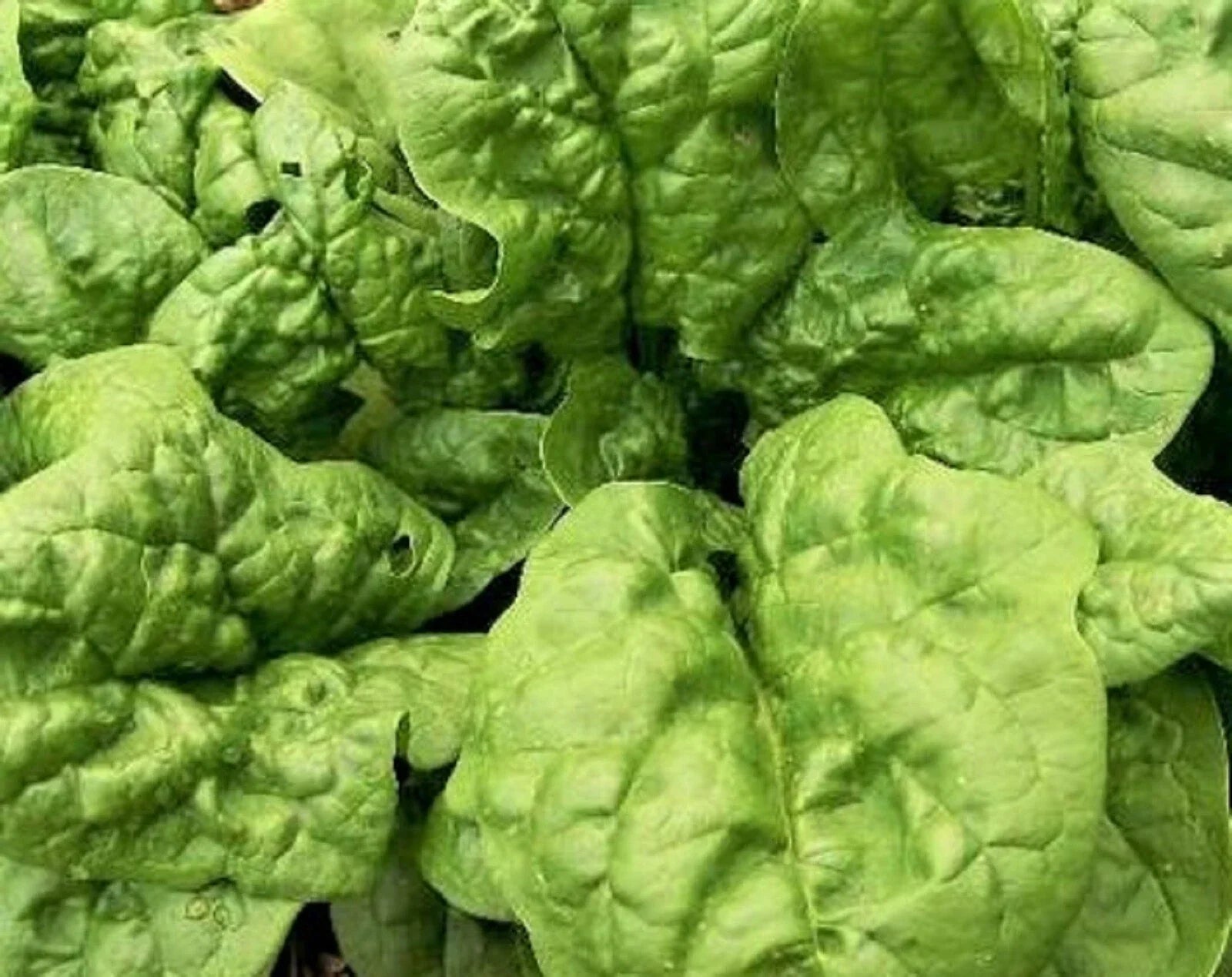 Bloomsdale Spinach Seeds - Non-GMO Heirloom Variety for Home Gardening - 100+ Seeds, Dark Green Crinkled Leaves, Spinacia oleracea