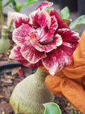 Desert Rose Plant - 1-2 ft Double Petals Adenium obesum in 1-Gallon Pot, Succulent, Indoor Outdoor