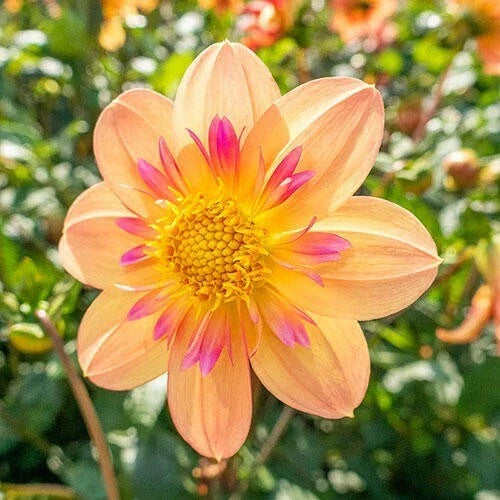 25 Kelsey Ann Dahlia Seeds - Perennial Flowering Plants, Multi-Color Blooms, Dahlia pinnata, Garden Flowers, Cut Flowers