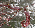 Japanese Fantail Willow Cutting - Fasciated Stems, Curling Growth - Salix chaenomeloides