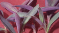 Live Purple Heart Plant Cuttings - Tradescantia pallida - 10 Pack, 3-5 Inches Long, Vibrant Purple Foliage for Indoor & Outdoor Gardens