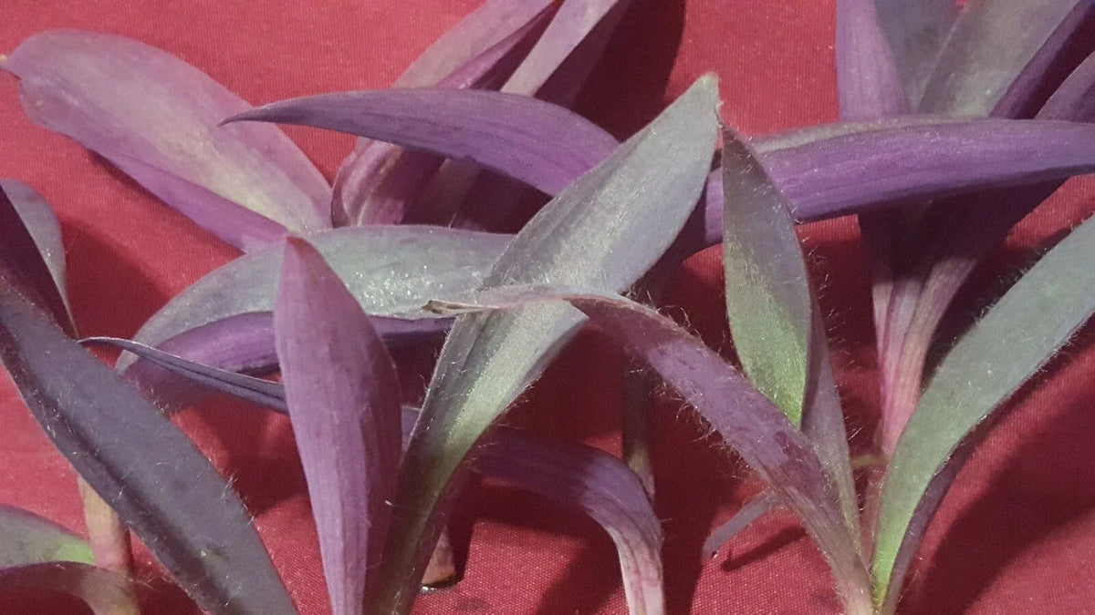 Live Purple Heart Plant Cuttings - Tradescantia pallida - 10 Pack, 3-5 Inches Long, Vibrant Purple Foliage for Indoor & Outdoor Gardens