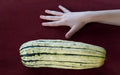 Delicata Sweet Potato Squash Seeds - 35 Pack, Heirloom, Non-GMO, Cucurbita pepo, Vining, for Fall Harvest, Home Garden, Container Planting
