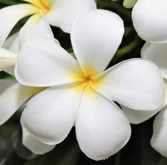 Plumeria Live Cuttings 6” White Fragrant Flower Plant Shrub for Weddings - Plumeria spp.