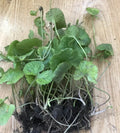 Pennywort Gotu Kola Live Plant Bare Root - 10 Pieces, Edible Herb, Centella Asiatica, Ground Cover, Ready to Plant