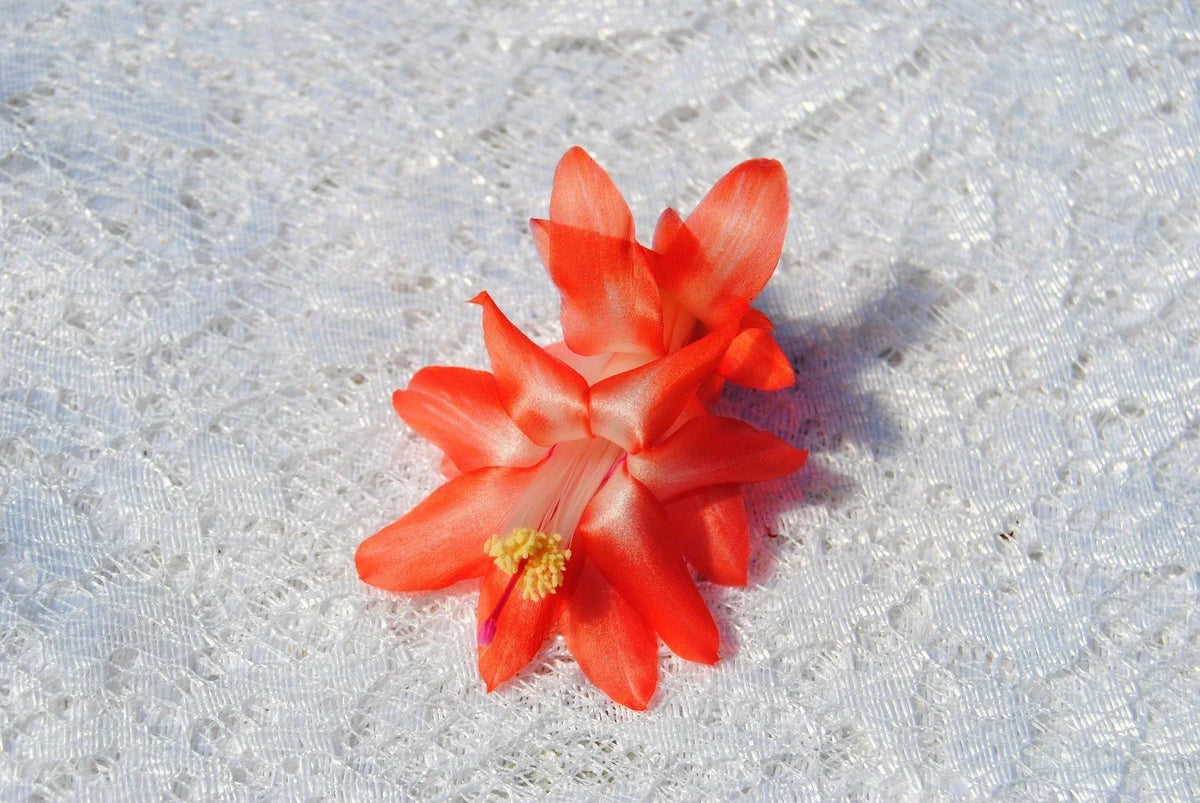 Christmas Cactus Starter Plant - Blushing Belle - Schlumbergera Truncata - Indoor Holiday Plant, Easy Care, Vibrant Pink Blooms