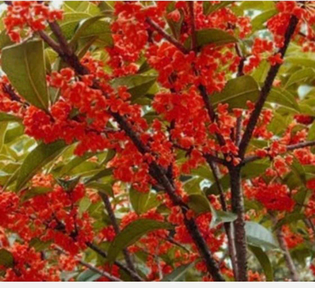 Red Sweet Tea Olive Plant - Rooted Starter in 4-inch Pot - Osmanthus fragrans - Fragrant Evergreen Shrub for Garden or Patio