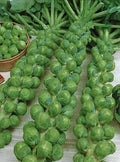 Brussels Sprouts Seeds - Green Gems - Brassica oleracea var. gemmifera - Non-GMO, USA Grown, Perfect for Home Gardens