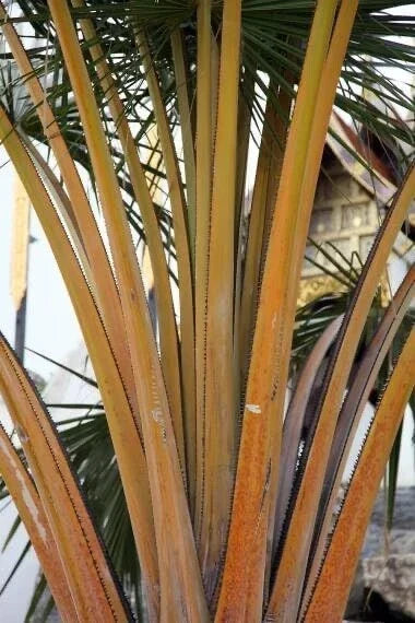 Golden Palm Tree Seeds - Corypha utan Buri Palm for Planting, Tropical Landscape, Garden, Outdoor