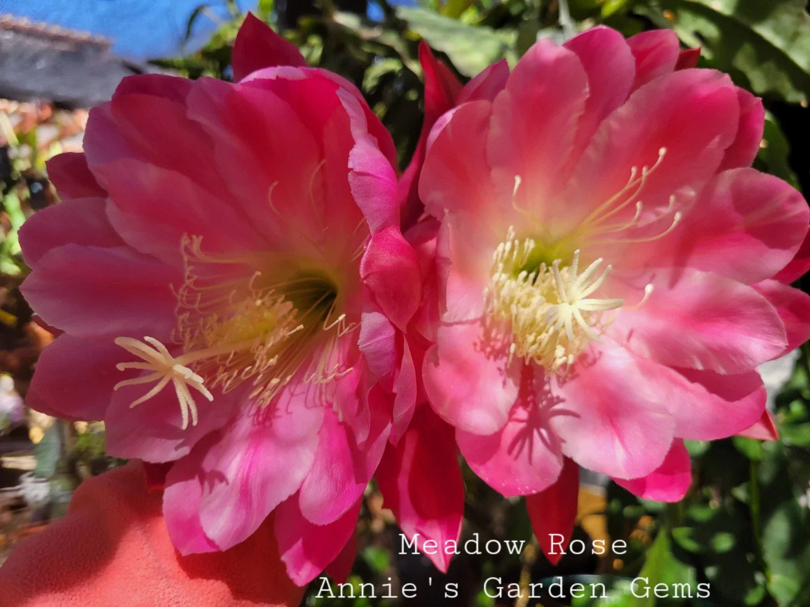 Epiphyllum Meadow Rose Cuttings - Unrooted 8-10 Inches - Epiphyllum spp. Succulent Propagation Plant
