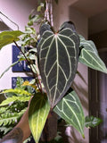 Anthurium Bottom Cutting - Dark Mama X AOS X Stripey Mag, Tropical Houseplant, Anthurium andraeanum, Propagation Ready