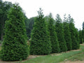 Green Giant Arborvitae Starter Plants Set of 2 | Thuja Standishii Plicata Evergreen Shrubs for Hedge & Screening
