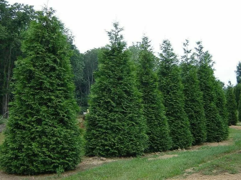 Green Giant Arborvitae Starter Plants Set of 2 | Thuja Standishii Plicata Evergreen Shrubs for Hedge & Screening