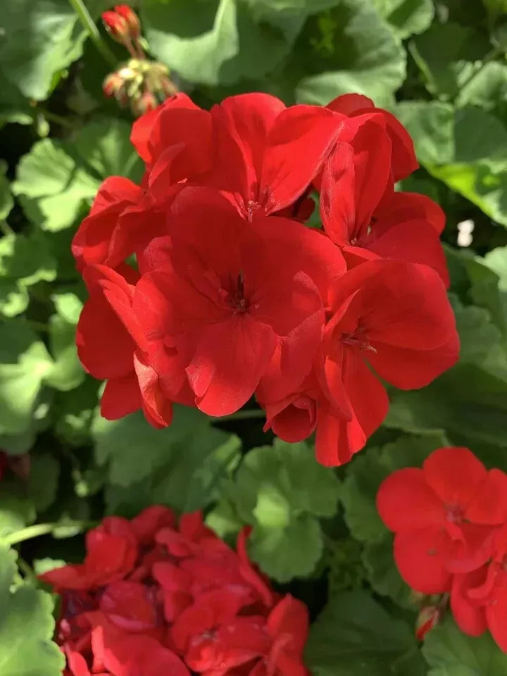 Red Geranium Cuttings - 6 Planting Cuttings Pelargonium × hortorum for Garden or Pots