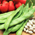 Roma II Romano Bean Seeds - Bush Variety, Italian White Beans, Non-GMO, Phaseolus vulgaris, Organic Gardening, 2025 Planting
