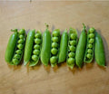 Early Frosty Peas Seeds – Cold Hardy Garden Peas Pisum sativum – 10 Seeds for Spring Planting, Compact Bushy Growth