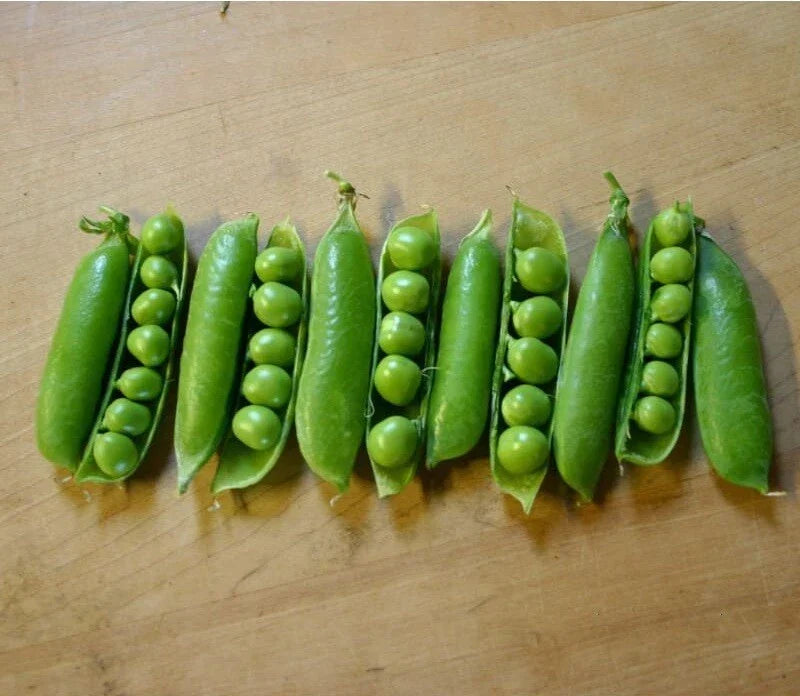 Early Frosty Peas Seeds – Cold Hardy Garden Peas Pisum sativum – 10 Seeds for Spring Planting, Compact Bushy Growth