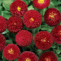 Dark Red English Daisy Seeds - Bellis perennis, 200+ Pack for Garden Planting, Perennial Flowers, Full Sun, Well-Draining Soil