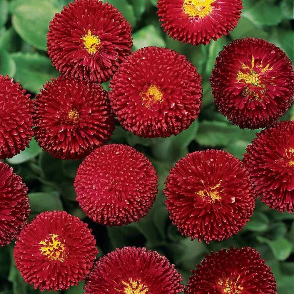 Dark Red English Daisy Seeds - Bellis perennis, 200+ Pack for Garden Planting, Perennial Flowers, Full Sun, Well-Draining Soil