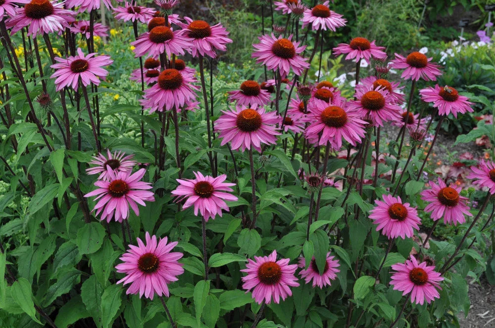 Purple Coneflower Seeds, Echinacea Purpurea, Butterfly and Hummingbird Attractant, Native Wildflower Seeds