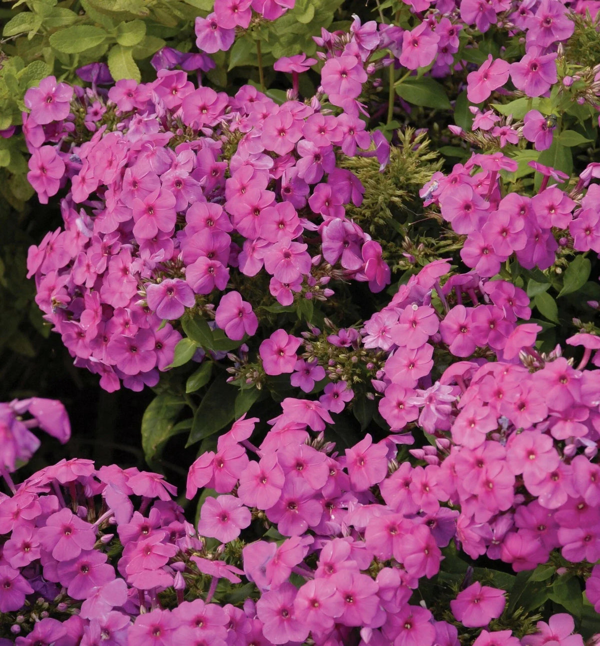 Creeping Phlox Lavender Live Starter Plants Set of 2 | Phlox subulata Ground Cover for Rock Gardens