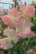 Gilly Norah Sweet Pea Seeds, Lathyrus odoratus, Climbing Flower, Garden Planting, 50 Seeds, Fragrant Blooms, USA Free Shipping